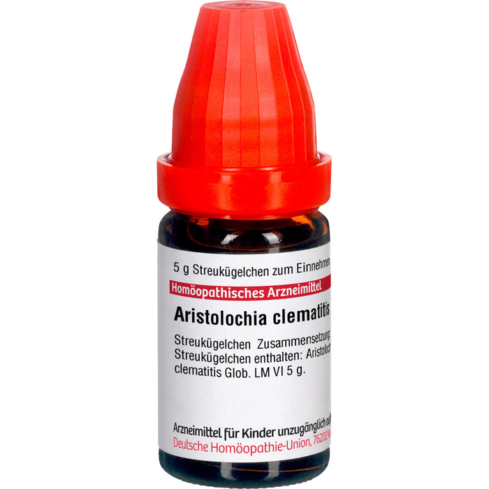 Aristolochia clematis LM VI DHU Globuli, 5 g Globuli