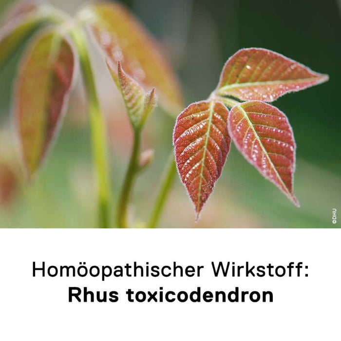 DHU Rhus toxicodendron D6, 80 St. Tabletten