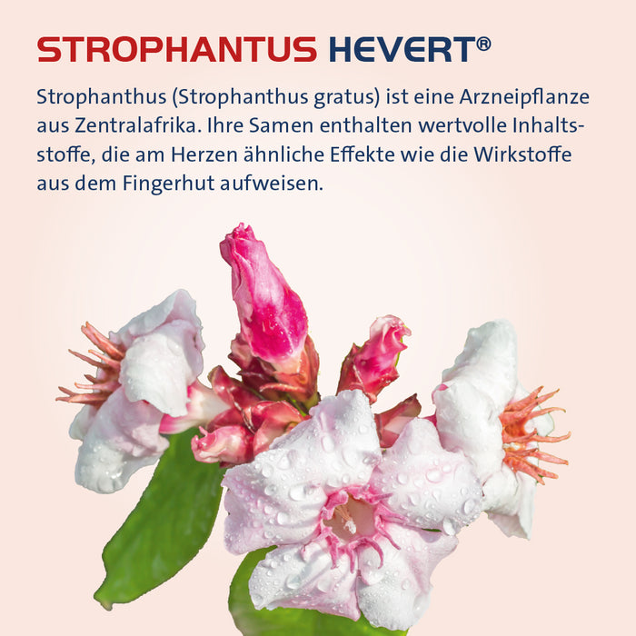 Strophanthus Hevert bei Herzbeschwerden, 30 ml Tropfen